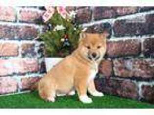 Shiba Inu Puppy for sale in Baltimore, MD, USA