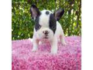French Bulldog Puppy for sale in Melbourne, FL, USA