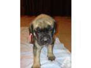 Mastiff Puppy for sale in NAVARRE, OH, USA