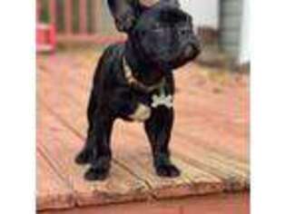 French Bulldog Puppy for sale in Culpeper, VA, USA