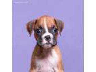 Boxer Puppy for sale in Magnolia, TX, USA