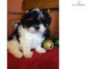 Mal-Shi Puppy for sale in Topeka, KS, USA