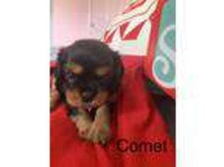 Cavalier King Charles Spaniel Puppy for sale in Spring Valley, CA, USA