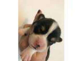 Pembroke Welsh Corgi Puppy for sale in Midland, AR, USA