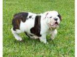 Bulldog Puppy for sale in Crockett, TX, USA