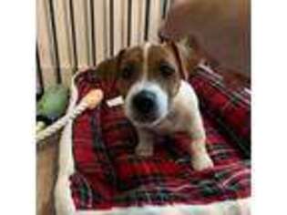 Jack Russell Terrier Puppy for sale in Panama City Beach, FL, USA