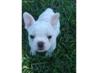 French Bulldog Puppy for sale in Diboll, TX, USA