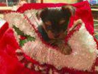 Yorkshire Terrier Puppy for sale in Rochester, NY, USA