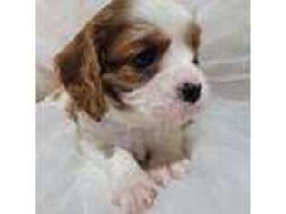 Cavalier King Charles Spaniel Puppy for sale in Red Lion, PA, USA
