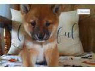 Shiba Inu Puppy for sale in Bloomington, IN, USA