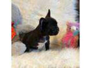 French Bulldog Puppy for sale in Asheboro, NC, USA