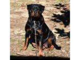 Rottweiler Puppy for sale in Lumpkin, GA, USA