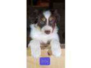 Border Collie Puppy for sale in Placerville, CA, USA