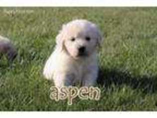 Mutt Puppy for sale in Twelve Mile, IN, USA