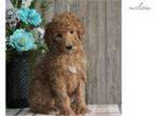 Goldendoodle Puppy for sale in Harrisburg, PA, USA