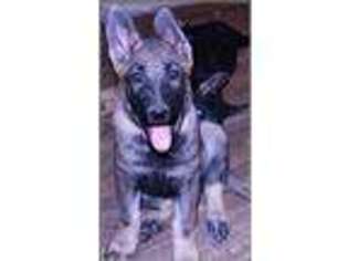 German Shepherd Dog Puppy for sale in Moriarty, NM, USA