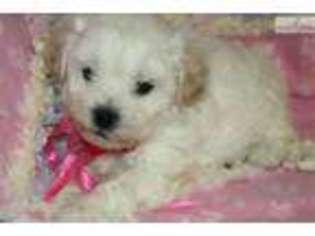 Shih-Poo Puppy for sale in Grand Forks, ND, USA