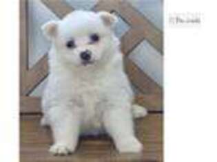 American Eskimo Dog Puppy for sale in Joplin, MO, USA