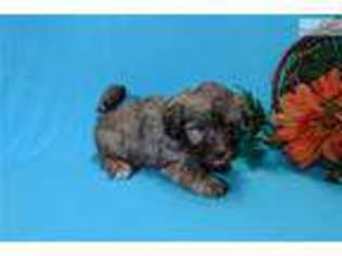 Havanese Puppy for sale in West Palm Beach, FL, USA