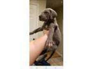 Great Dane Puppy for sale in Foley, AL, USA
