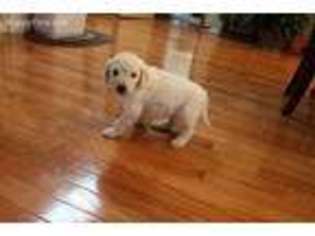 Goldendoodle Puppy for sale in Leicester, NC, USA