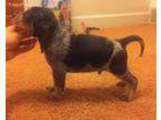 Bluetick Coonhound Puppy for sale in Glenford, OH, USA