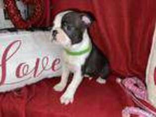 Boston Terrier Puppy for sale in Richlands, NC, USA