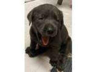 Labrador Retriever Puppy for sale in Boalsburg, PA, USA