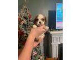 Cavalier King Charles Spaniel Puppy for sale in Mount Vernon, IL, USA