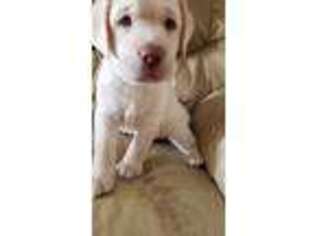 Labrador Retriever Puppy for sale in Union Bridge, MD, USA