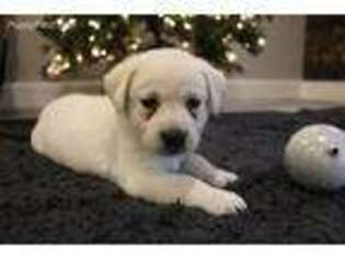 Labrador Retriever Puppy for sale in Reinholds, PA, USA
