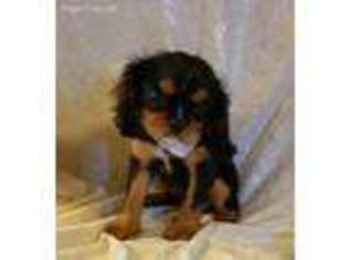 Cavalier King Charles Spaniel Puppy for sale in Barnett, MO, USA
