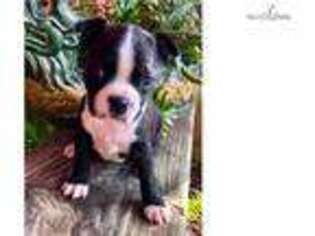 Boston Terrier Puppy for sale in Atlanta, GA, USA