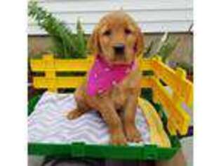 Golden Retriever Puppy for sale in Lovington, IL, USA
