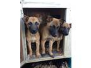 Belgian Malinois Puppy for sale in Anderson, SC, USA