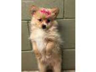 Pomeranian Puppy for sale in Eastman, GA, USA