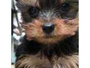 Yorkshire Terrier Puppy for sale in North Royalton, OH, USA