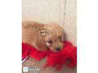 Cavachon Puppy for sale in Bolivar, MO, USA