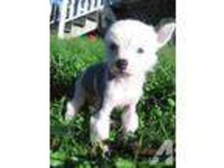 Chinese Crested Puppy for sale in LENOIR CITY, TN, USA