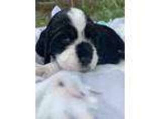 English Springer Spaniel Puppy for sale in Huntingdon, PA, USA
