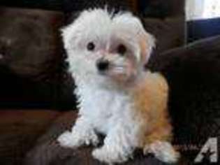 Maltese Puppy for sale in BEAVER FALLS, PA, USA