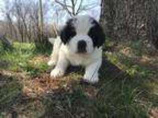 Saint Bernard Puppy for sale in Center Valley, PA, USA