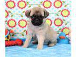 Pug Puppy for sale in Fresno, OH, USA