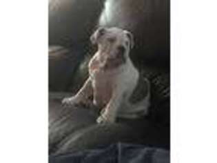 Bulldog Puppy for sale in Kingsville, TX, USA