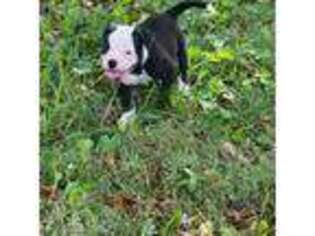 American Bulldog Puppy for sale in Cassville, MO, USA