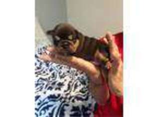 Bulldog Puppy for sale in Sullivan, IL, USA