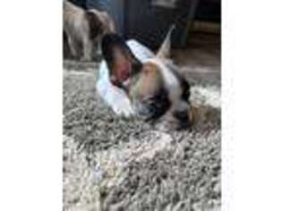 French Bulldog Puppy for sale in Wister, OK, USA