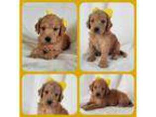 Goldendoodle Puppy for sale in Bullard, TX, USA
