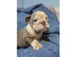 Bulldog Puppy for sale in Justin, TX, USA