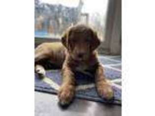 Goldendoodle Puppy for sale in Yorktown, IN, USA